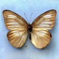 Chocolate AlbatrossAppias lyncida taprobana